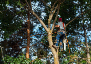 Tree Trimming